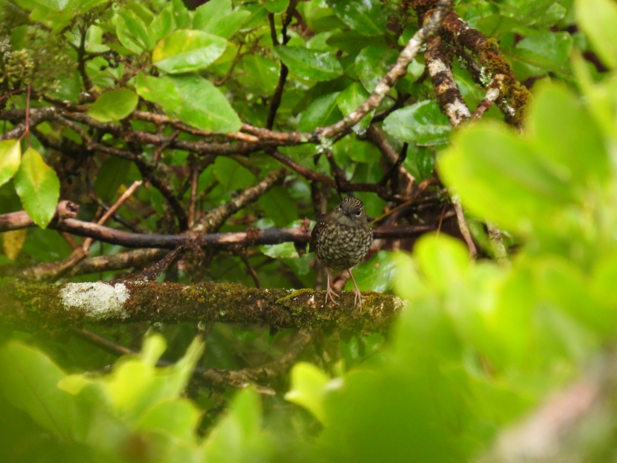 Puaiohi - ML594905951