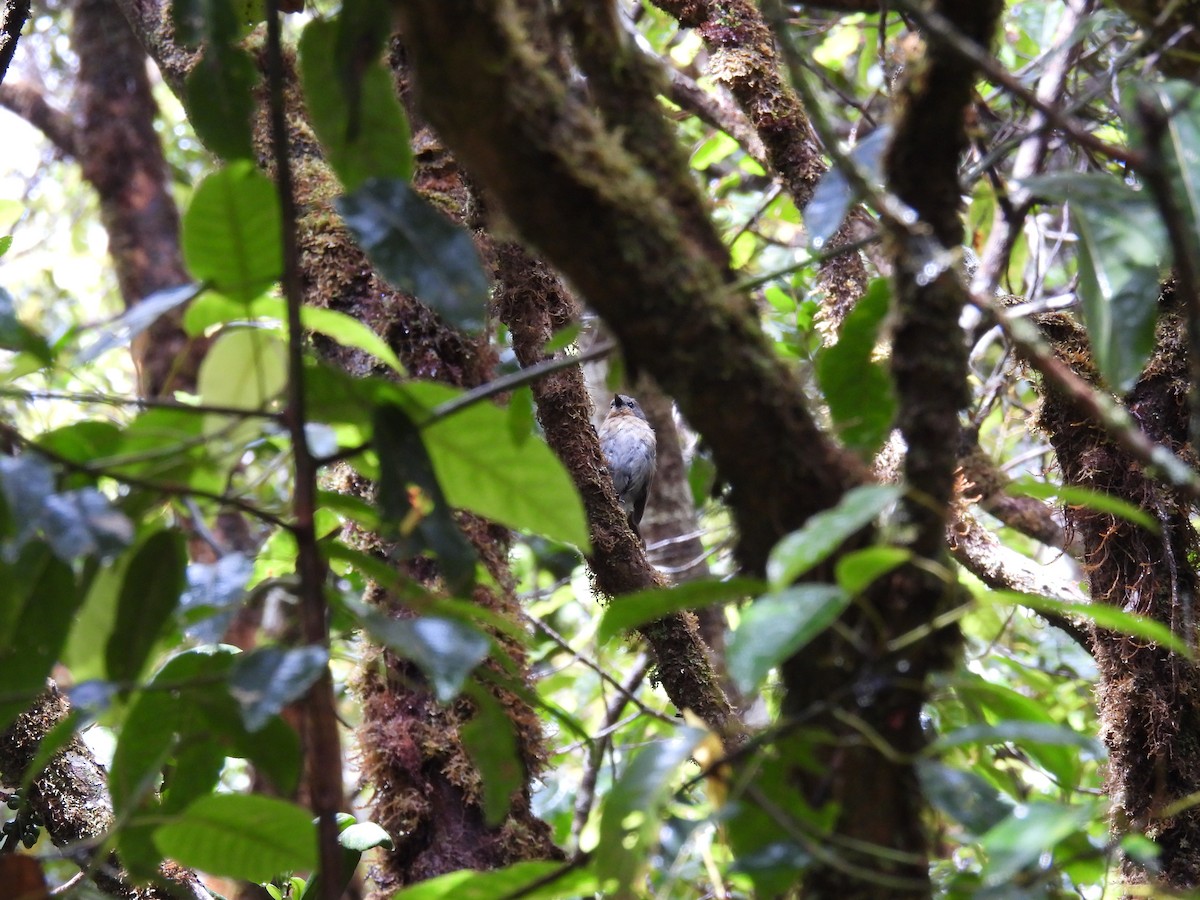 Kauai Elepaio - ML594906081