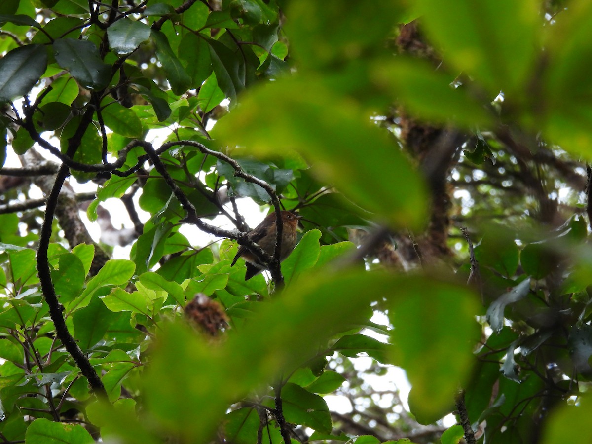 Kauai Elepaio - ML594906251