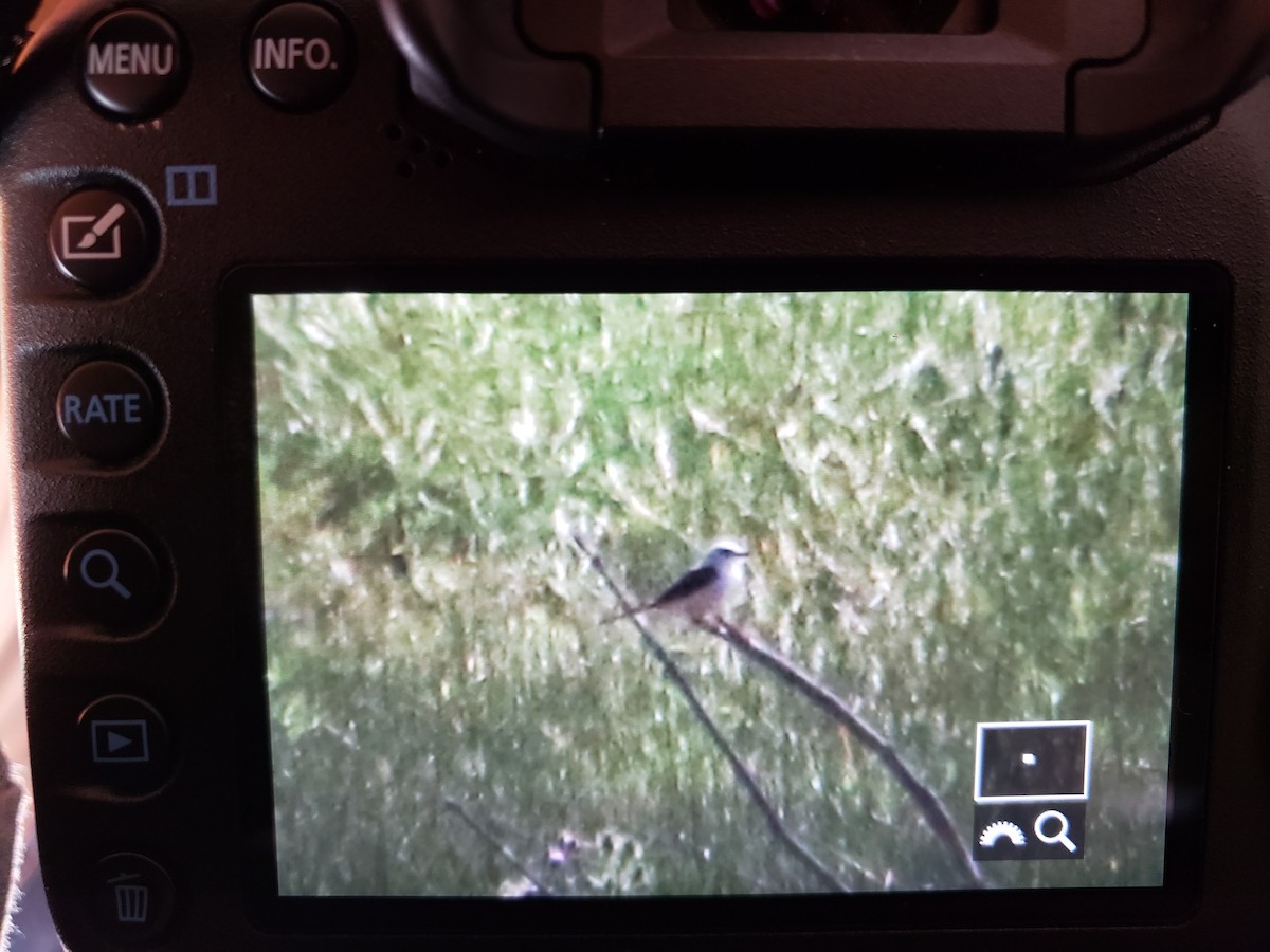 Scissor-tailed Flycatcher - ML594907761