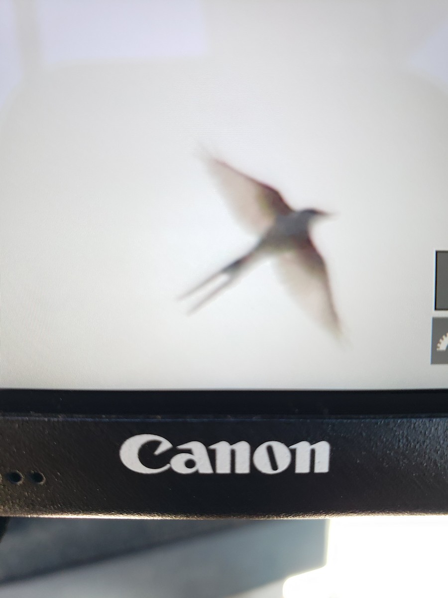 Scissor-tailed Flycatcher - Christine Brackett