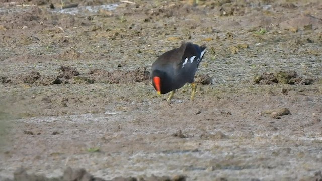 Eurasian Moorhen - ML594907911