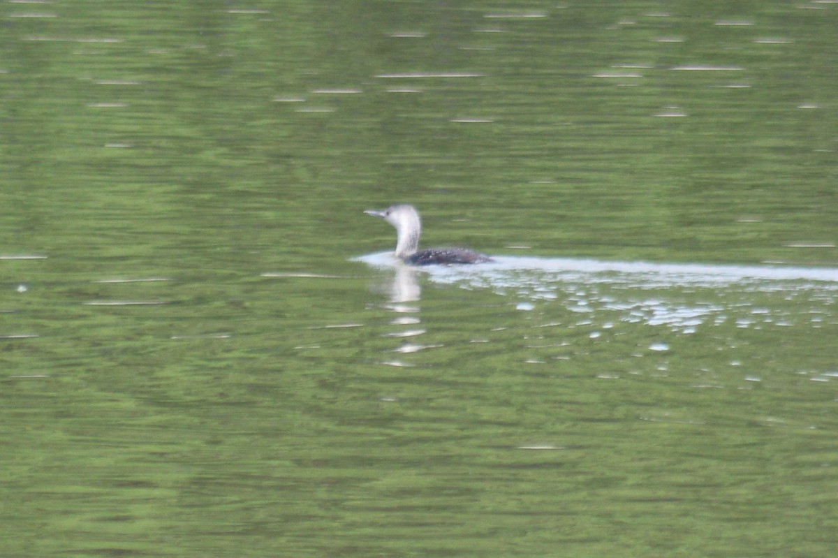 Red-throated Loon - ML59490851