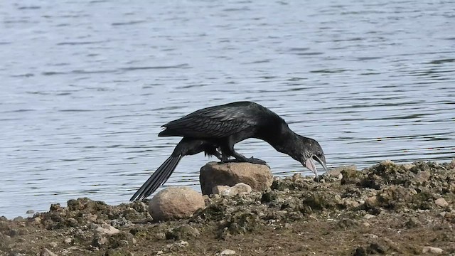 Little Cormorant - ML594908861