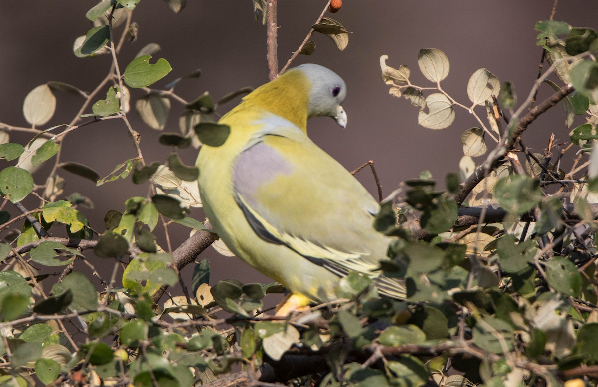Yellow-footed Green-Pigeon - ML594909061