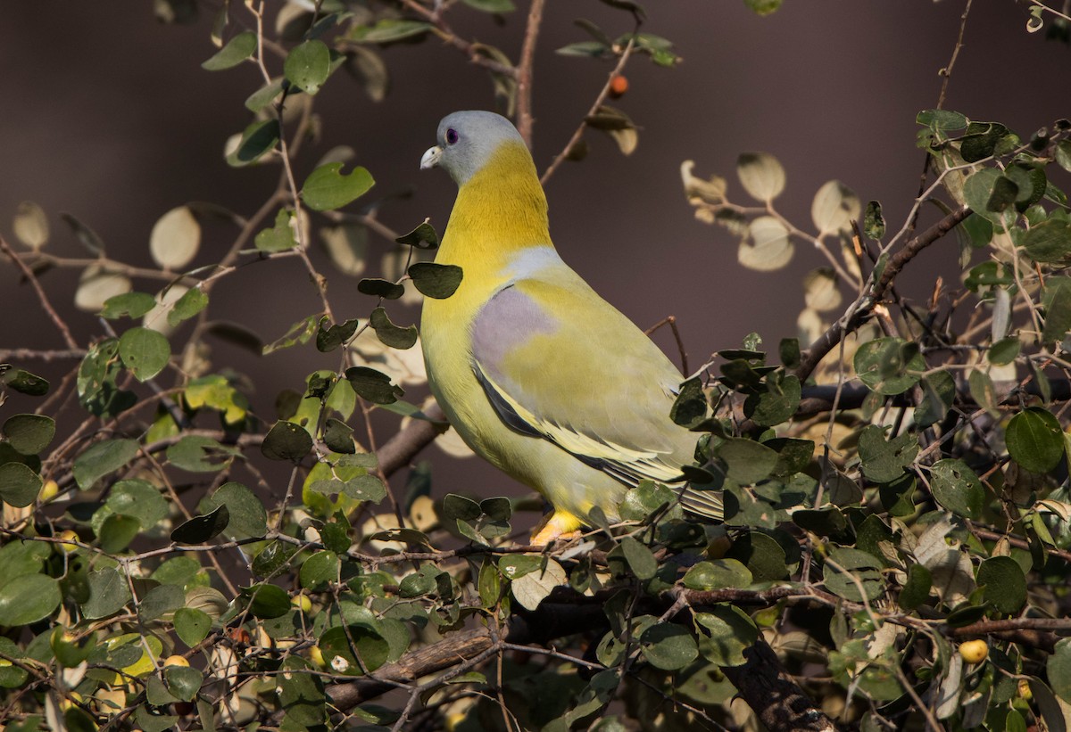 Yellow-footed Green-Pigeon - ML594909081