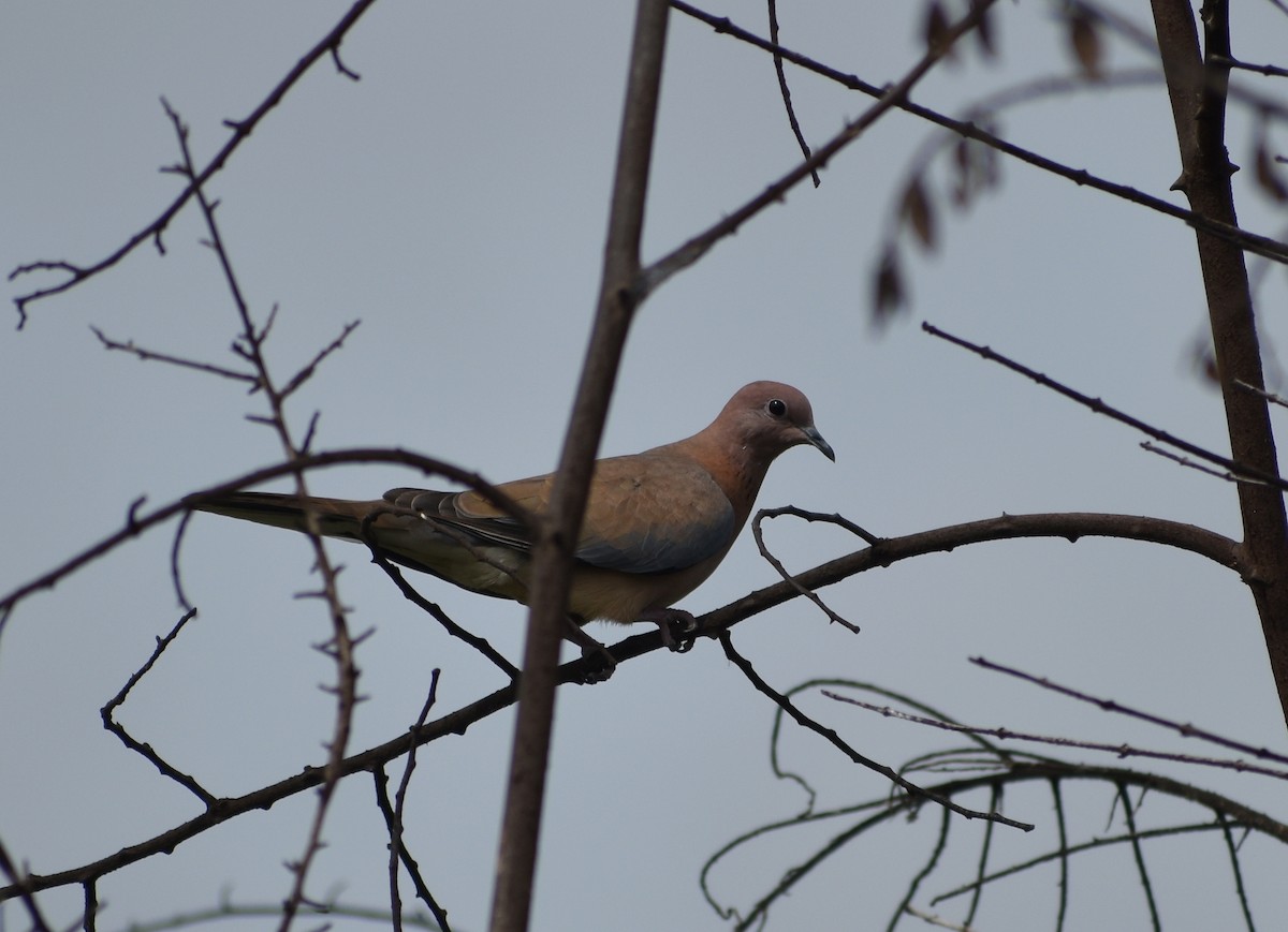 Laughing Dove - ML594909331