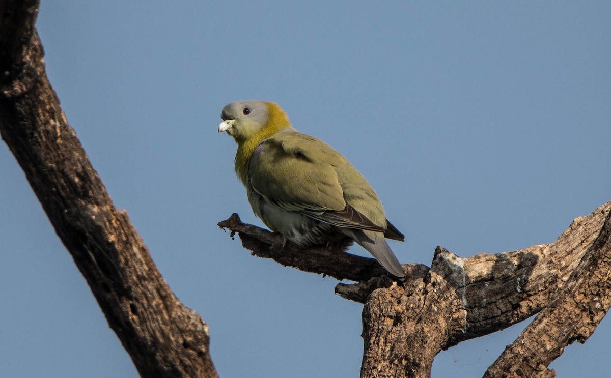 Yellow-footed Green-Pigeon - ML594909451