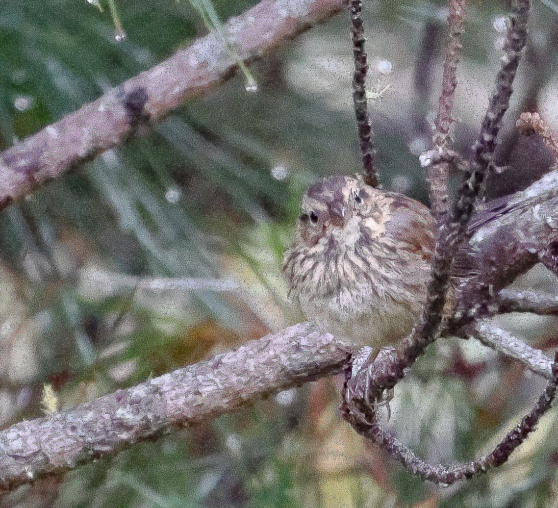 Song Sparrow - ML594909931