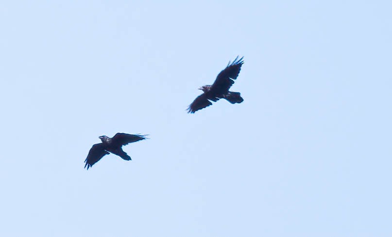 Common Raven - ML594910471
