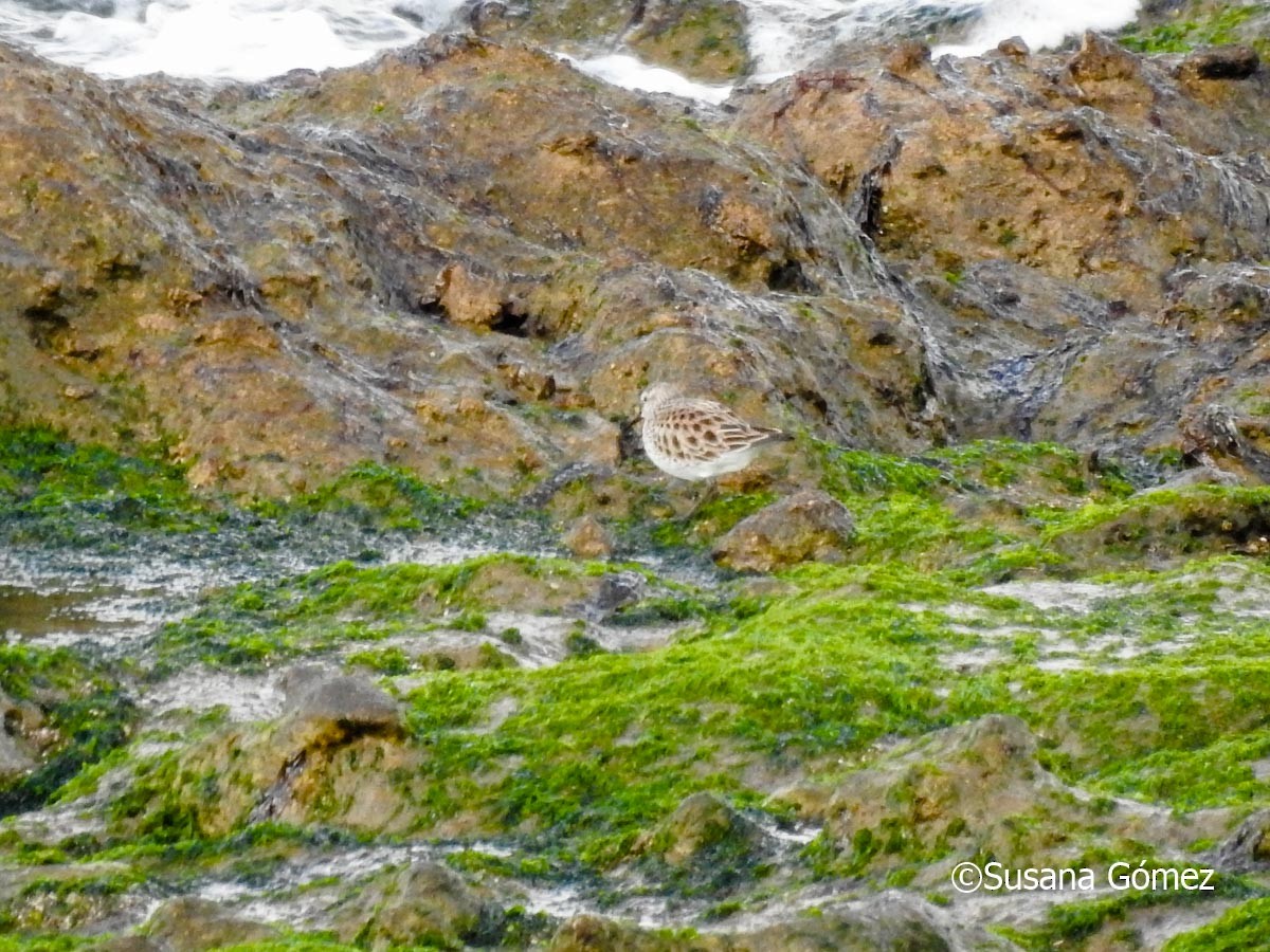 White-rumped Sandpiper - ML594911271