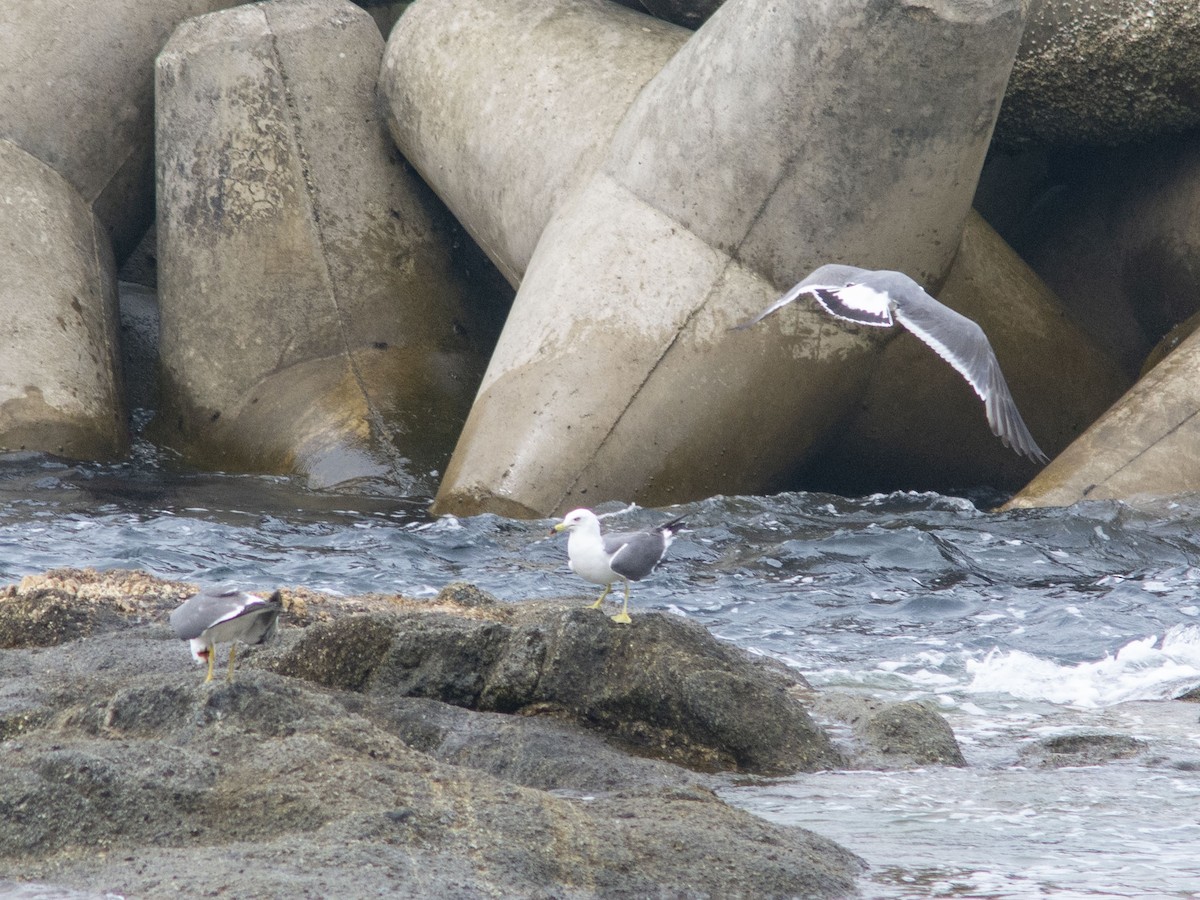 Black-tailed Gull - ML594913071