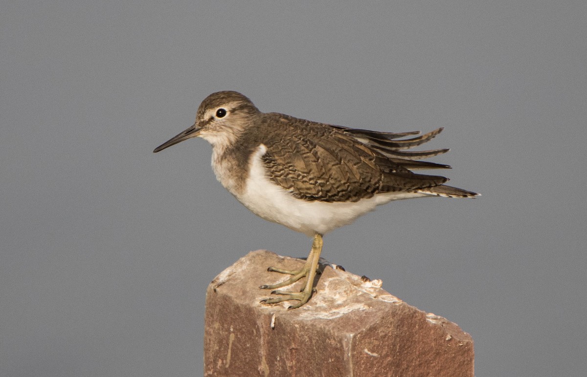 Common Sandpiper - ML594913851