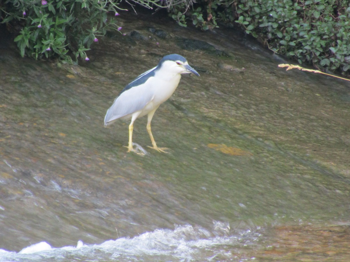 Black-crowned Night Heron - ML594914101