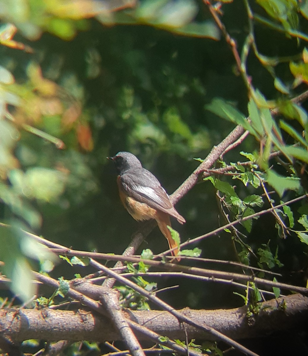 Common Redstart (Ehrenberg's) - ML594914761