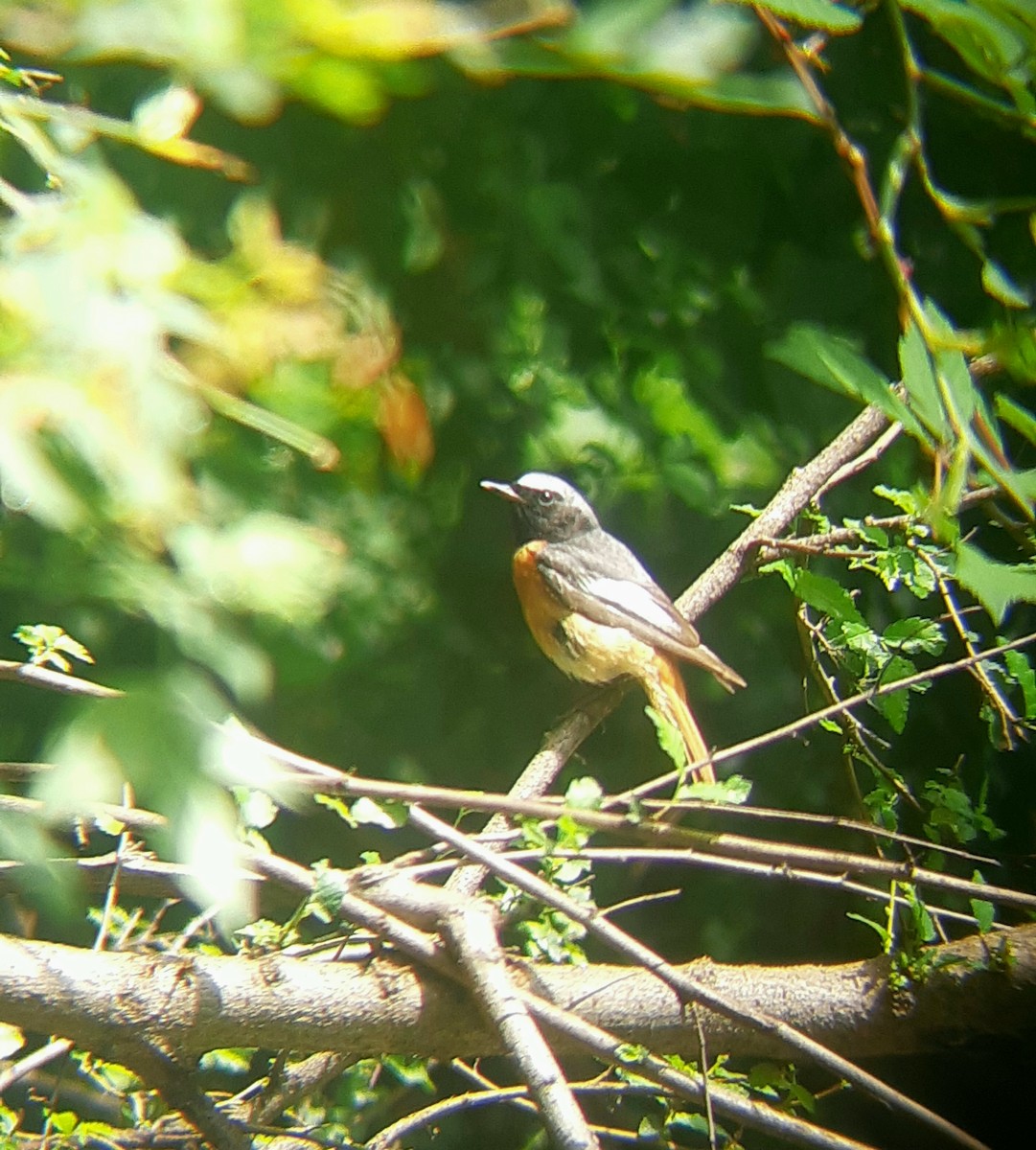 Common Redstart (Ehrenberg's) - ML594914771