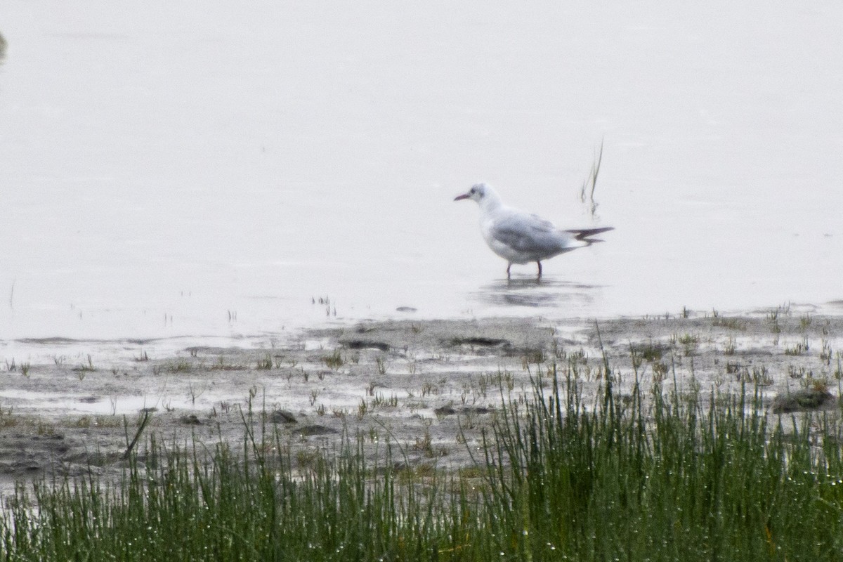 Black-headed Gull - Emily Weiser