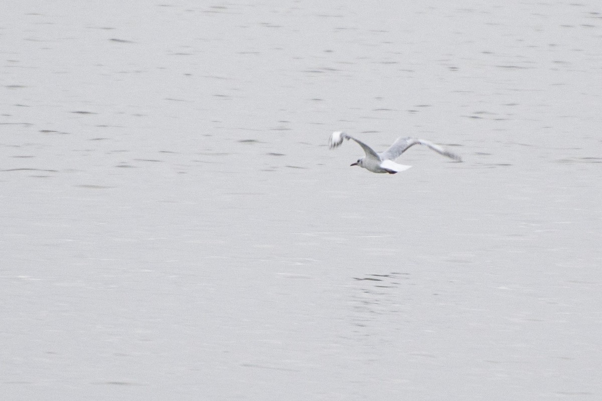 Black-headed Gull - ML594915431