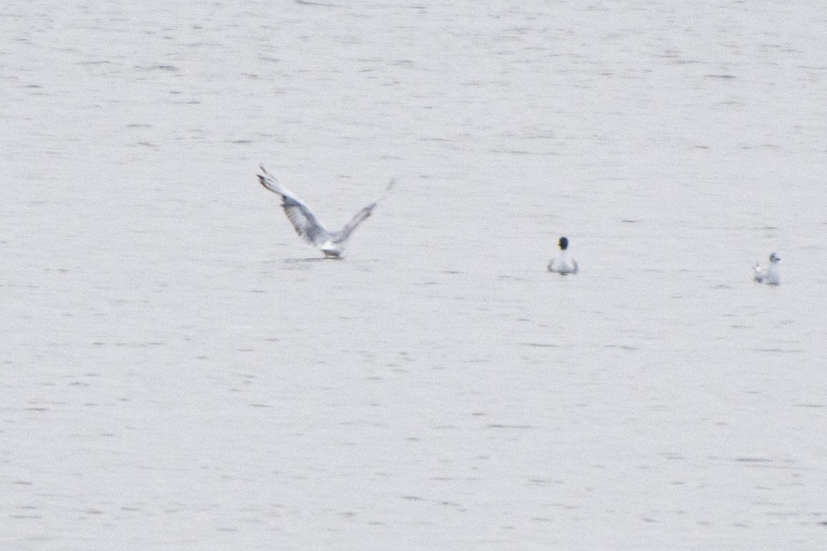 Хүрэн толгойт цахлай - ML594915441