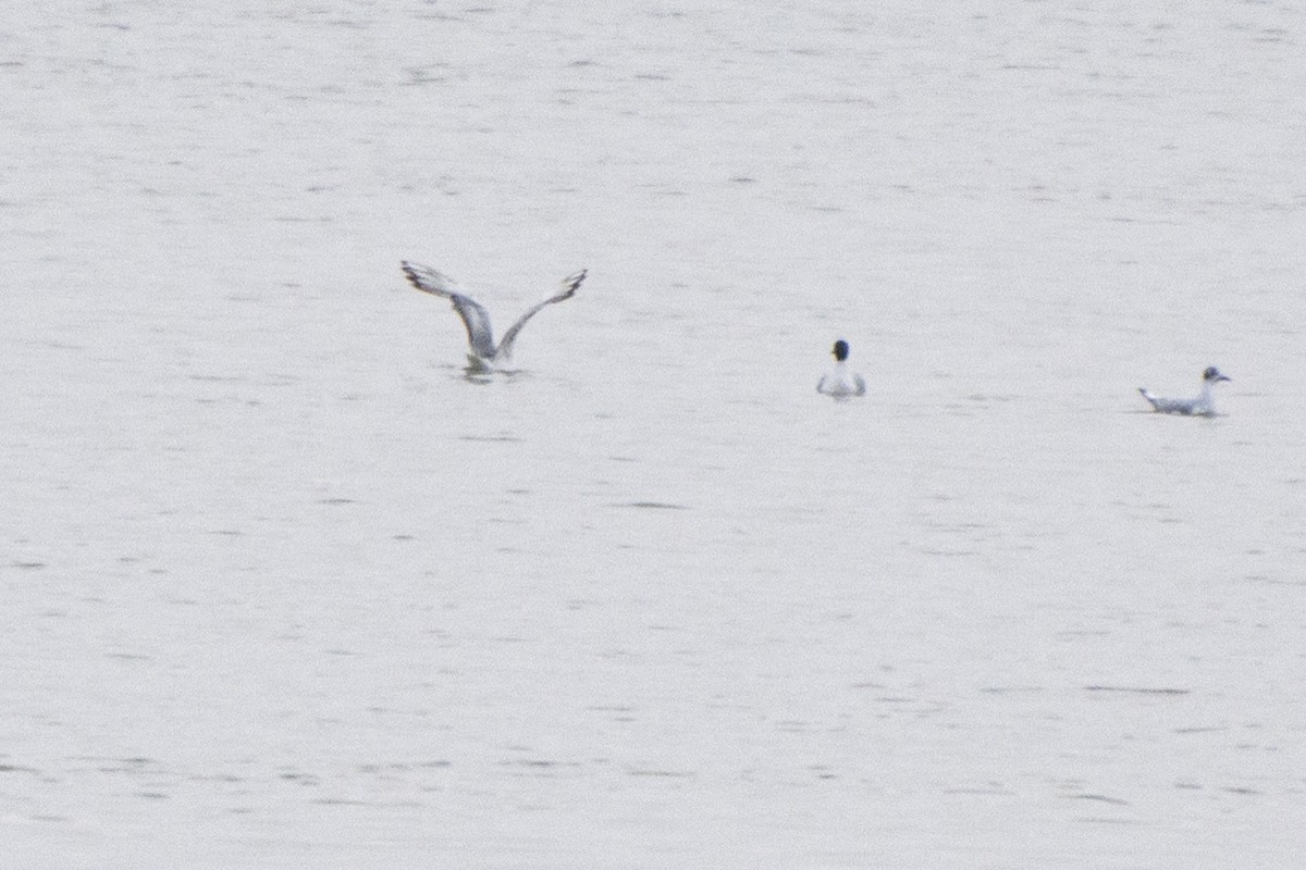 Black-headed Gull - ML594915451
