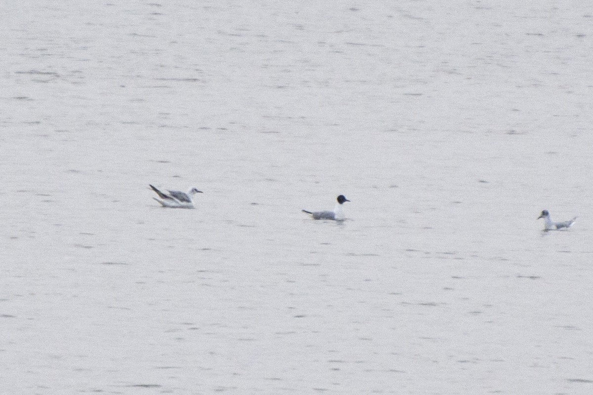 Хүрэн толгойт цахлай - ML594915461