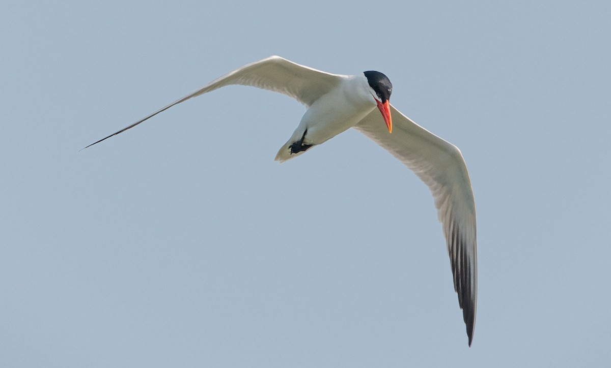 Caspian Tern - Gale VerHague