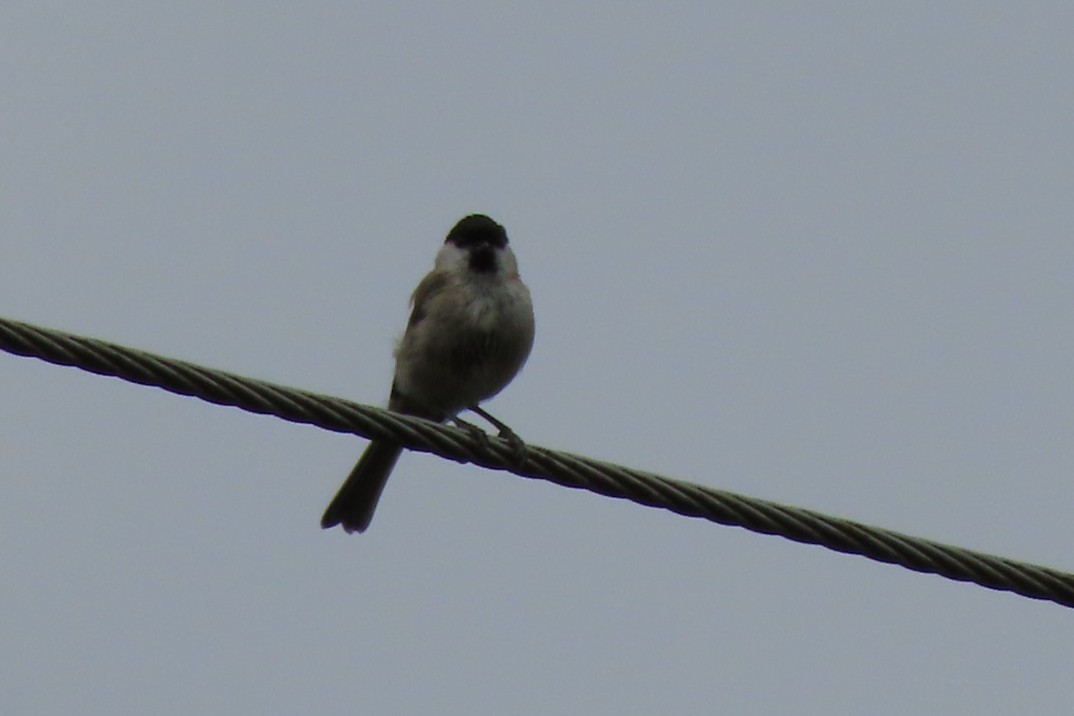 Marsh Tit - ML594916811