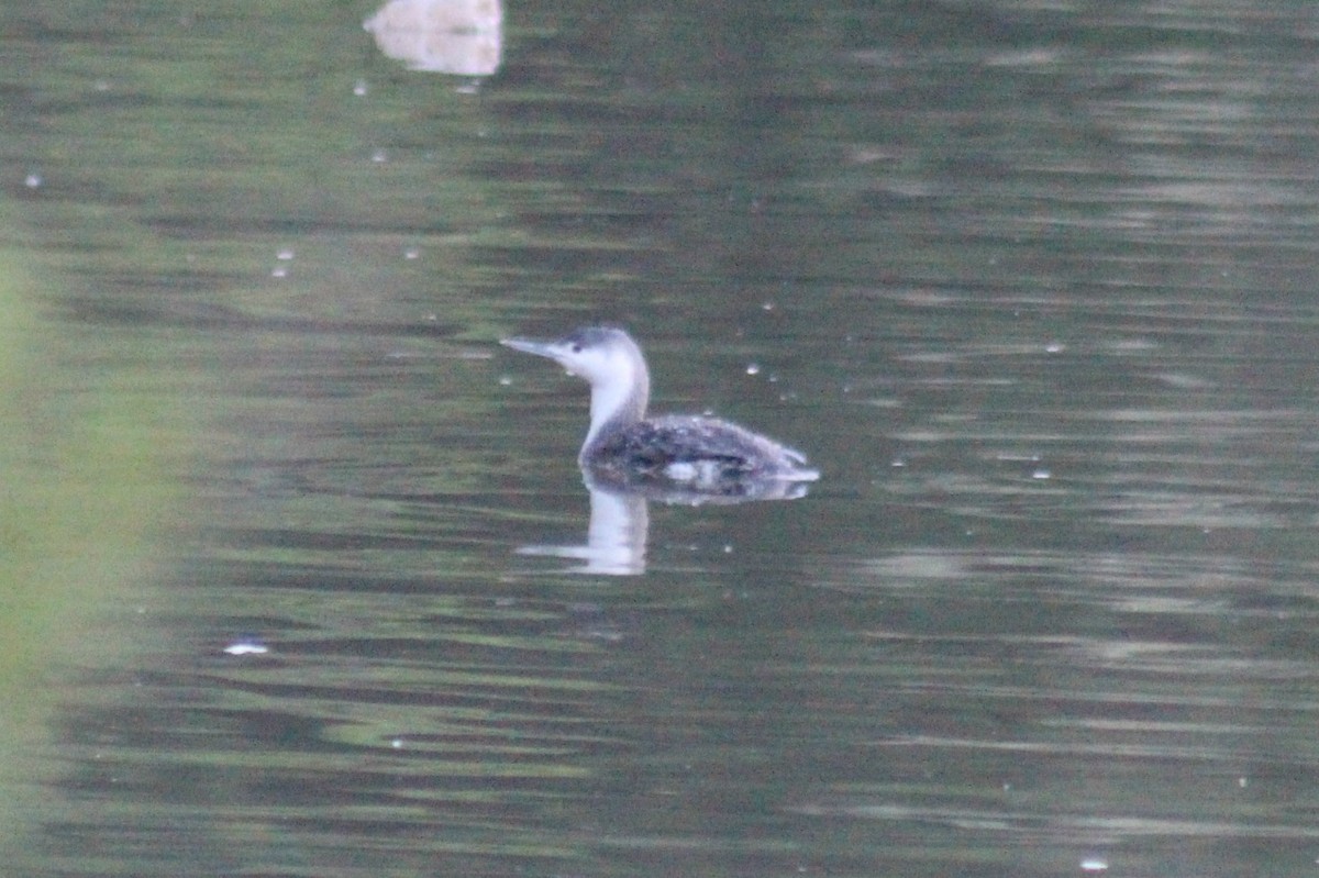 Red-throated Loon - ML59491711