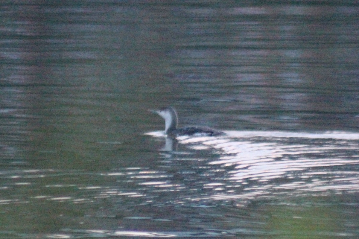 Red-throated Loon - ML59491721