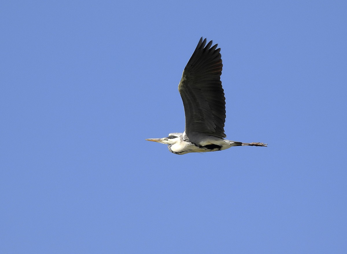 Gray Heron - Alfonso Rodrigo