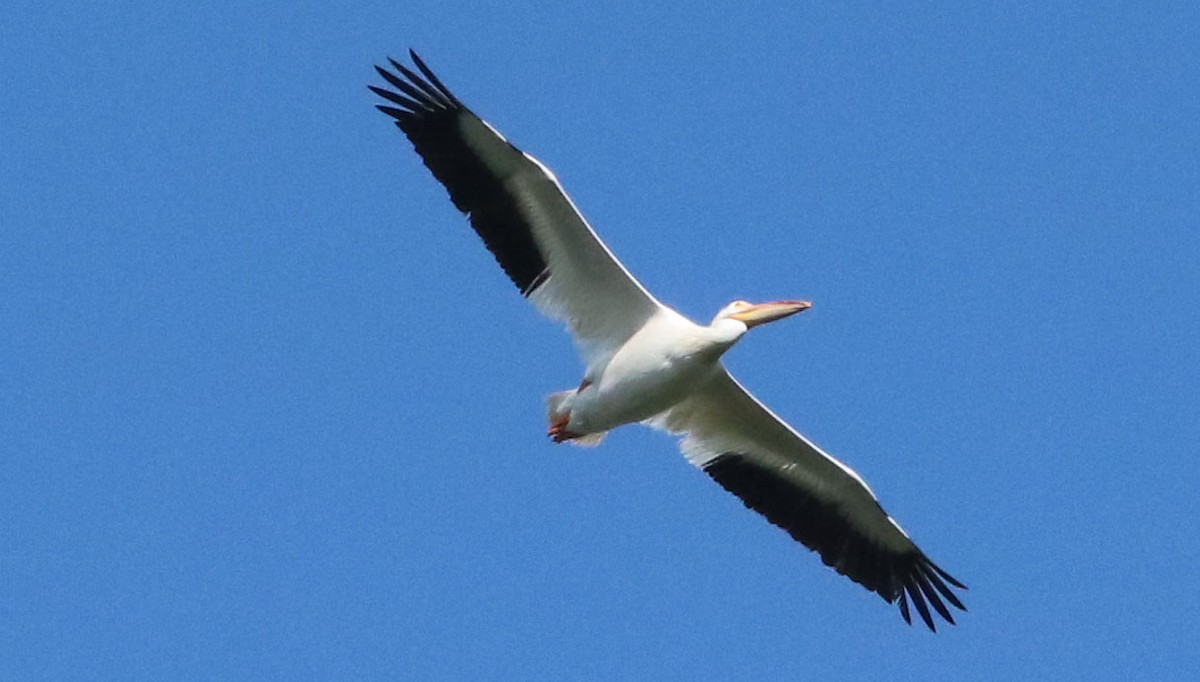 American White Pelican - ML594918841