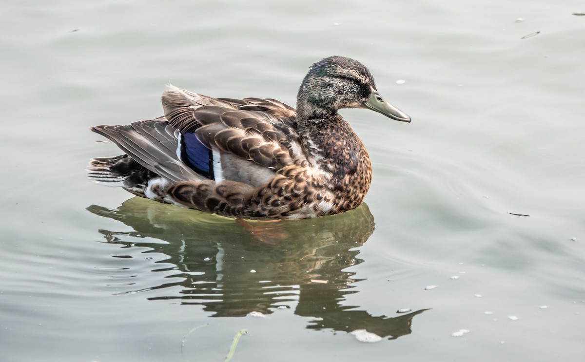 Canard colvert - ML594918861