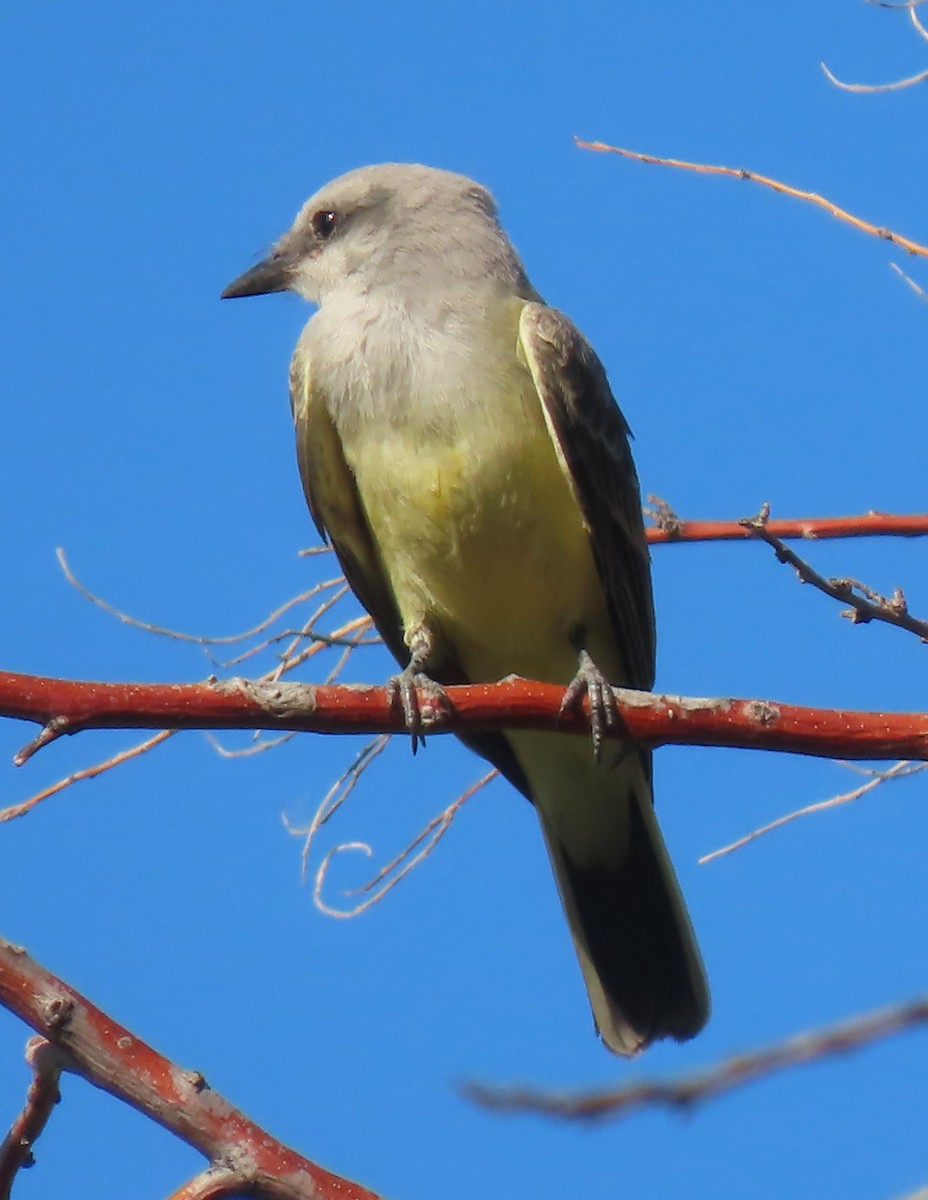 Western Kingbird - ML594918901