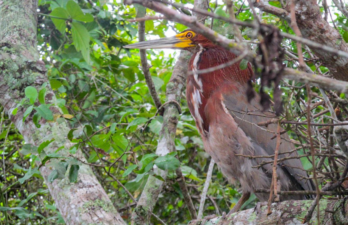 Rufescent Tiger-Heron - ML594918991