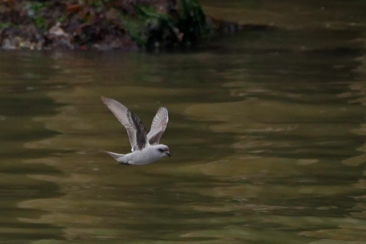 Fork-tailed Storm-Petrel - ML59491931