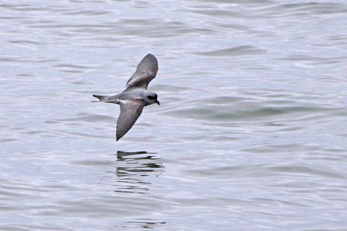 Océanite à queue fourchue - ML59491951