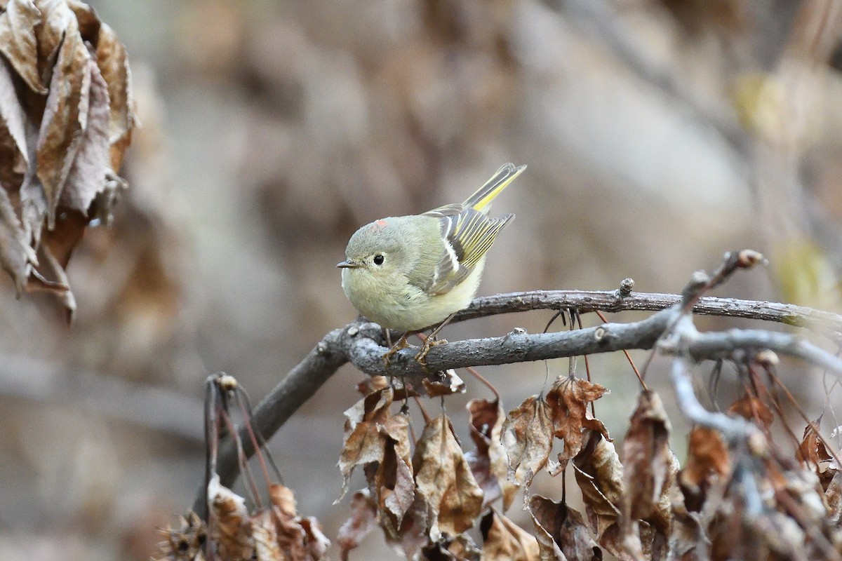 Ruby-crowned Kinglet - ML594921611