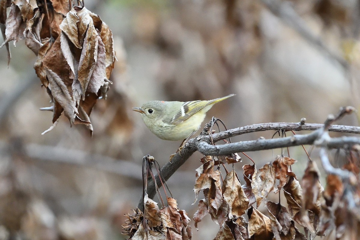 Ruby-crowned Kinglet - ML594921621