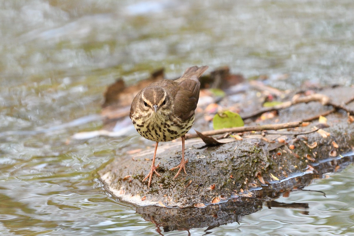 Northern Waterthrush - ML594921961