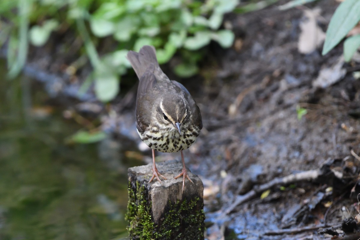 Northern Waterthrush - ML594921971