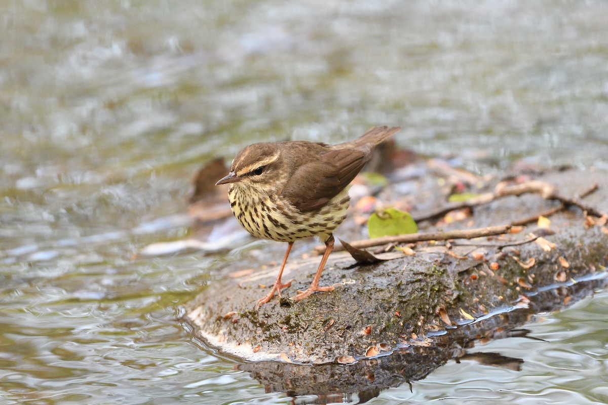 Northern Waterthrush - ML594921981