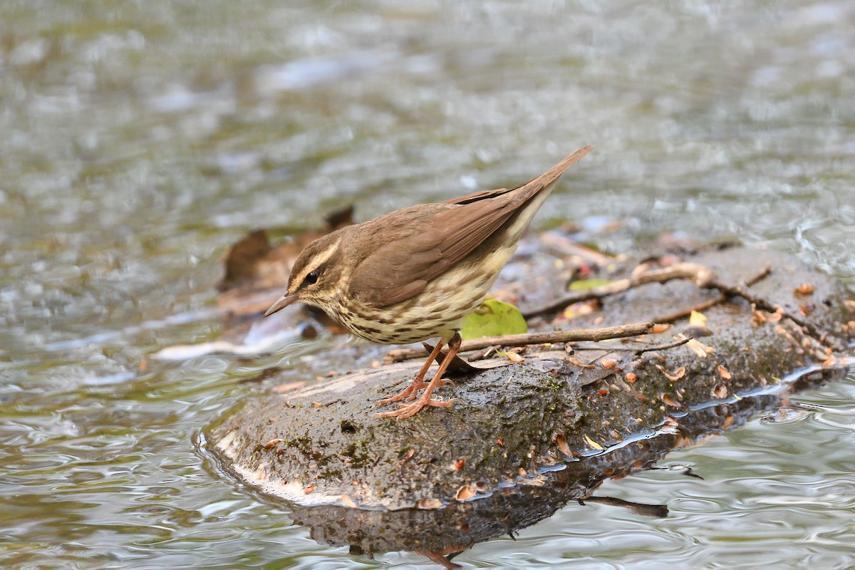 Northern Waterthrush - ML594921991