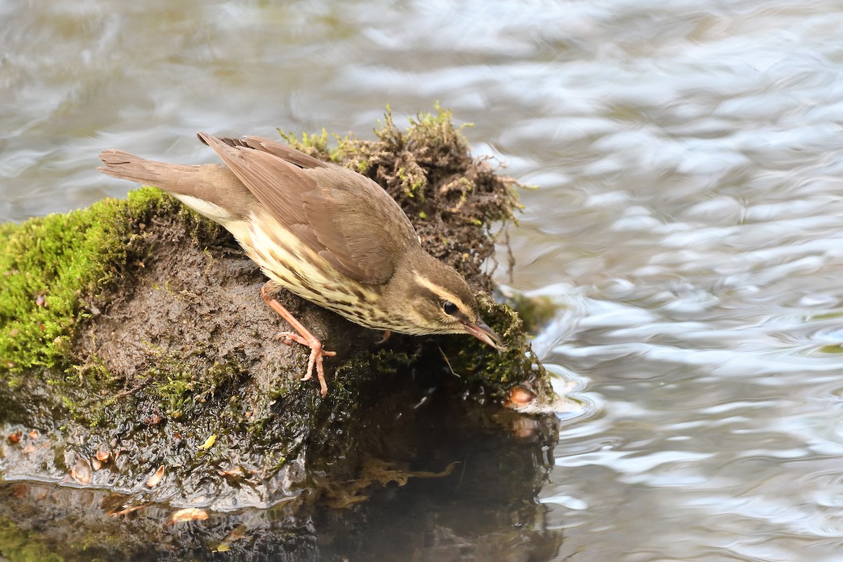 Northern Waterthrush - ML594922021