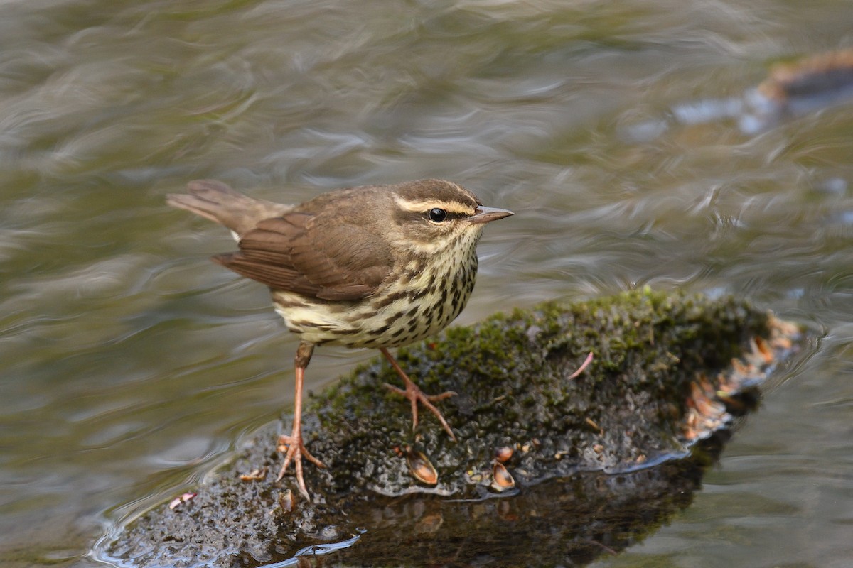 Northern Waterthrush - ML594922031