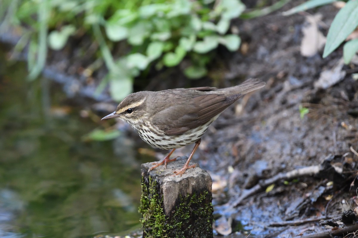 Northern Waterthrush - ML594922041