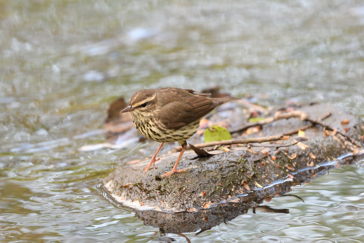 Northern Waterthrush - ML594922051