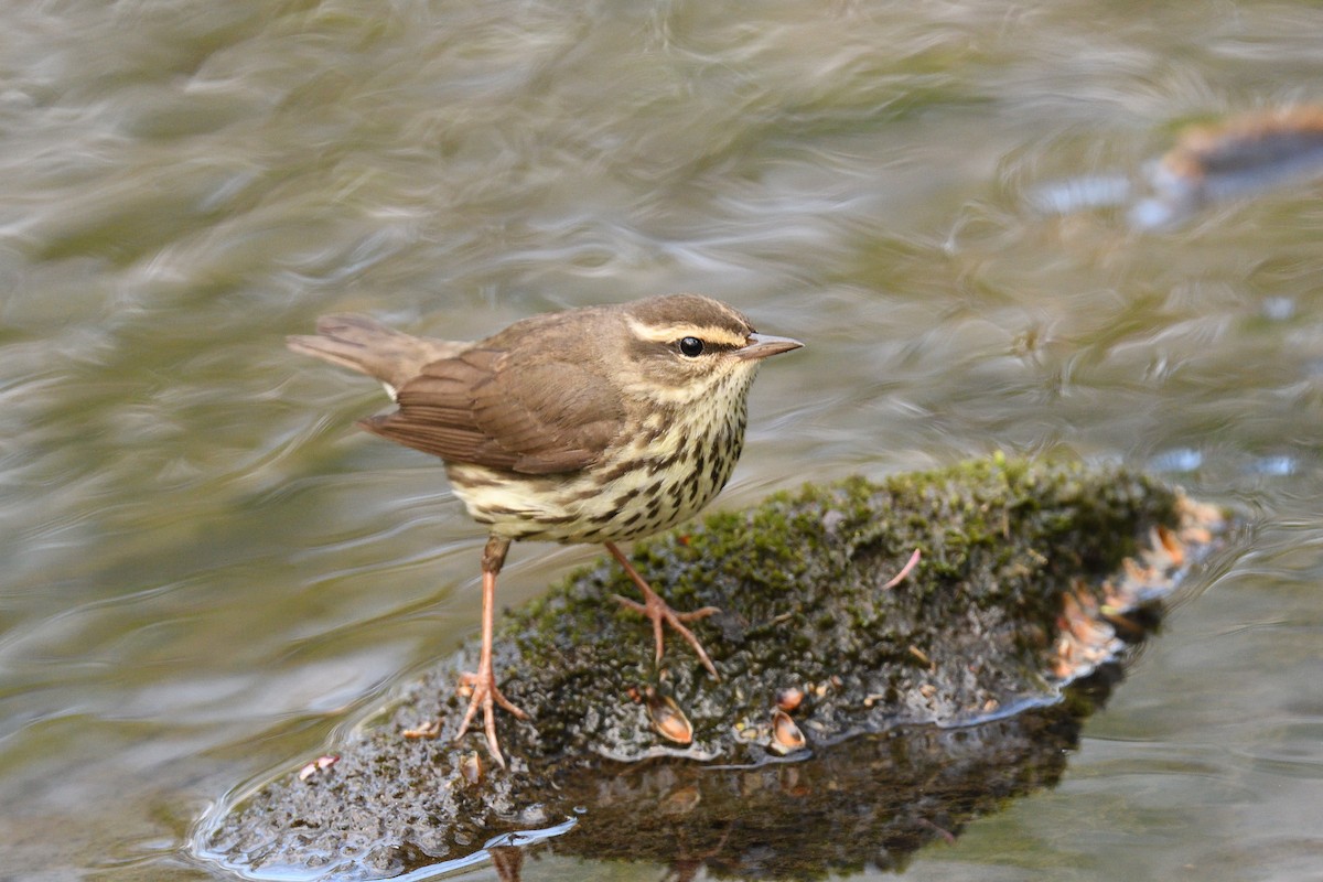 Northern Waterthrush - ML594922061