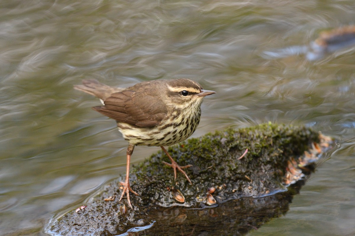 Northern Waterthrush - ML594922071