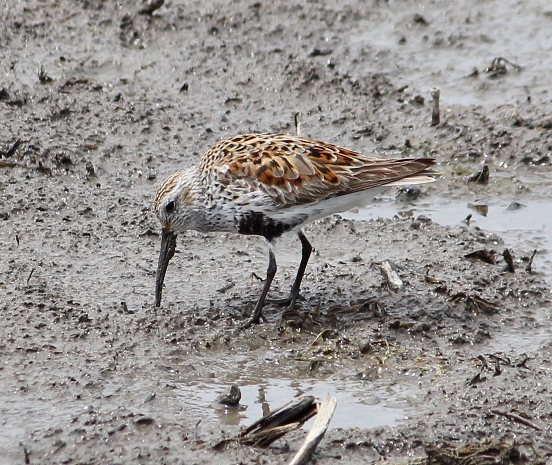 Dunlin - ML59492301