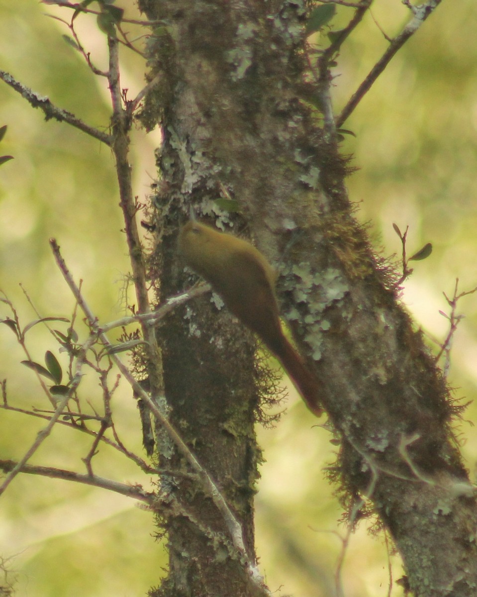 Olivaceous Woodcreeper (Olivaceous) - ML594924651